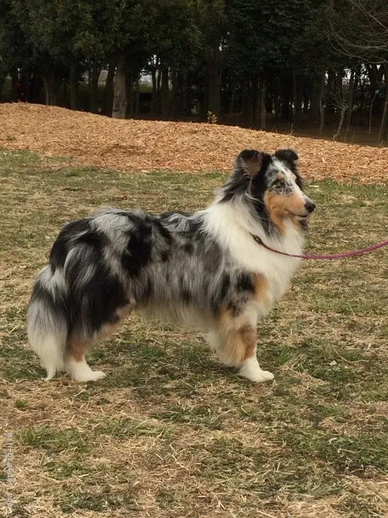 M 様のお迎えした子犬