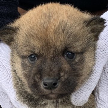 柴犬(豆柴)【長崎県・女の子・2024年12月6日・赤】の写真「１月４日撮影画像☆赤柴」