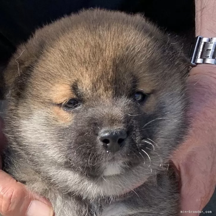 T.H 様のお迎えした子犬