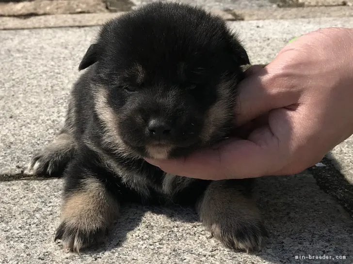 柴犬(標準サイズ)【長崎県・女の子・2018年10月13日・黒】の写真1