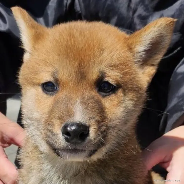 T.N 様のお迎えした子犬