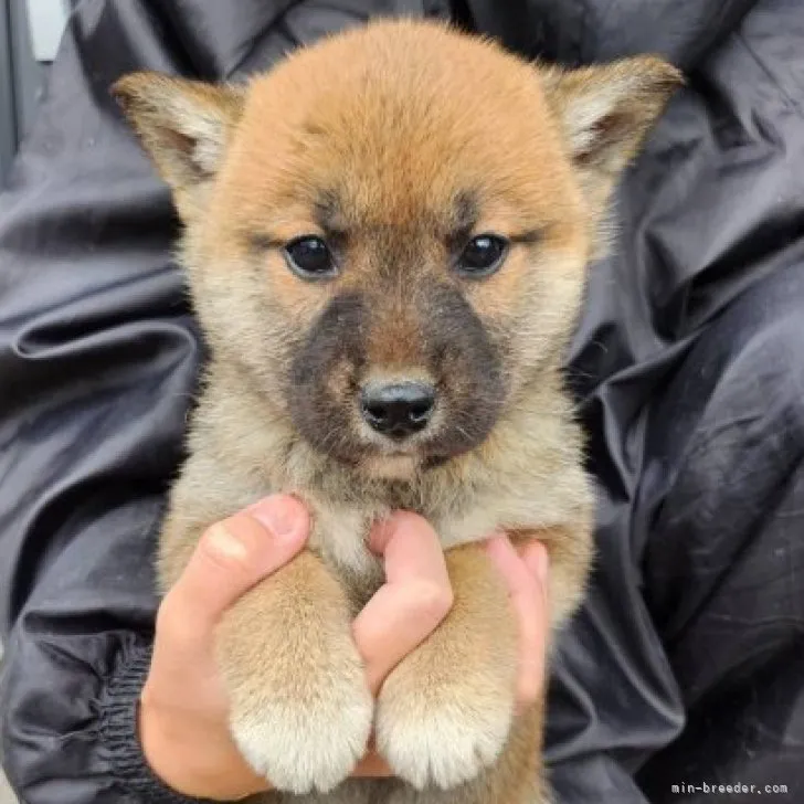 のーたす 様のお迎えした子犬