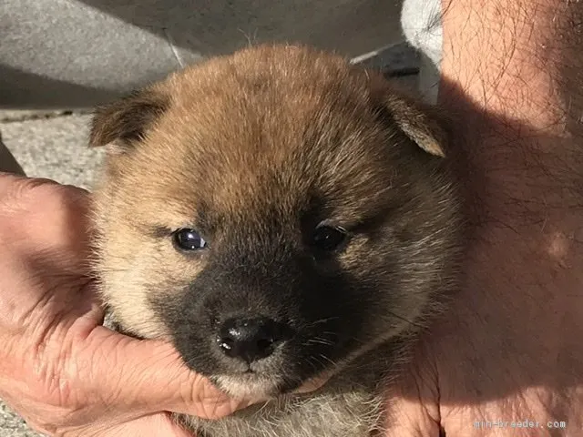 柴犬(標準サイズ)【長崎県・女の子・2019年10月13日・赤】の写真1