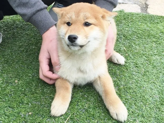 柴犬(標準サイズ)【長崎県・女の子・2014年9月13日・赤】の写真1