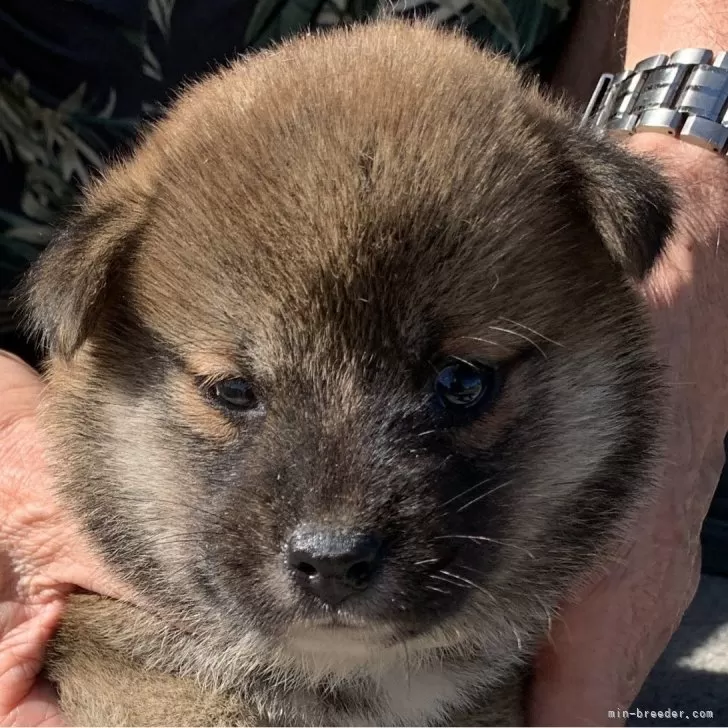 S.N 様のお迎えした子犬