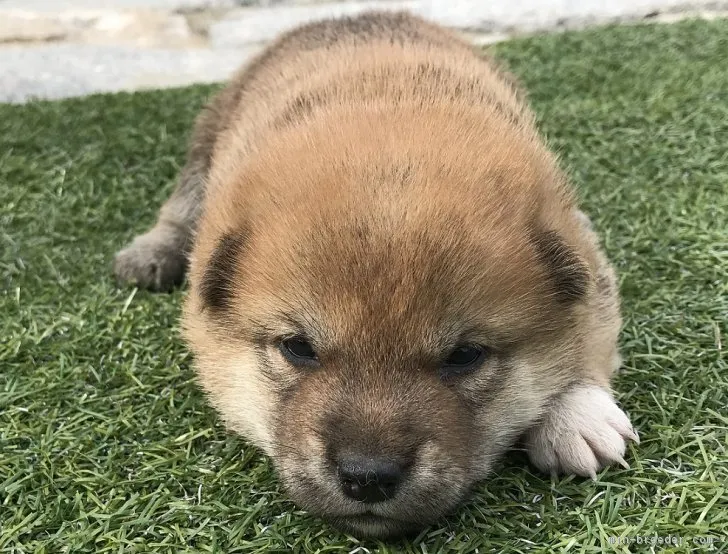 柴犬(標準サイズ)【長崎県・男の子・2018年4月25日・赤】の写真1