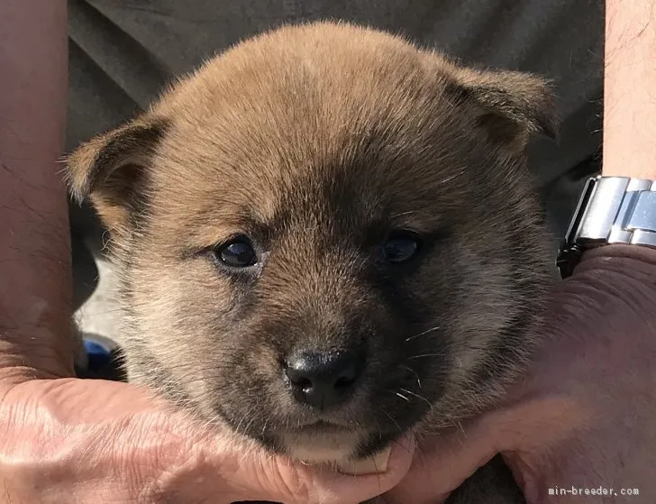 柴犬(標準サイズ)【長崎県・女の子・2019年3月19日・赤】の写真1