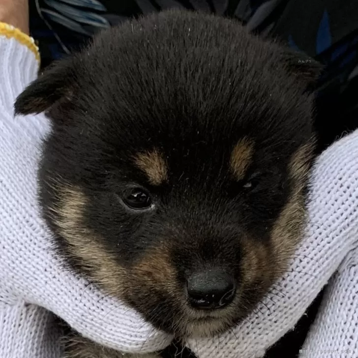 むぎちゃん 様のお迎えした子犬