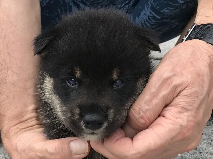 柴犬(標準サイズ)【長崎県・男の子・2019年7月14日・黒】の写真1