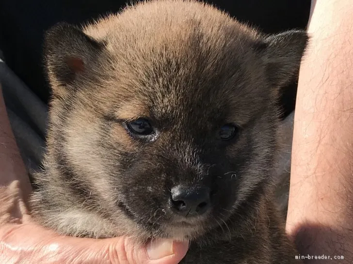 柴犬(標準サイズ)【長崎県・男の子・2019年3月19日・赤】の写真1