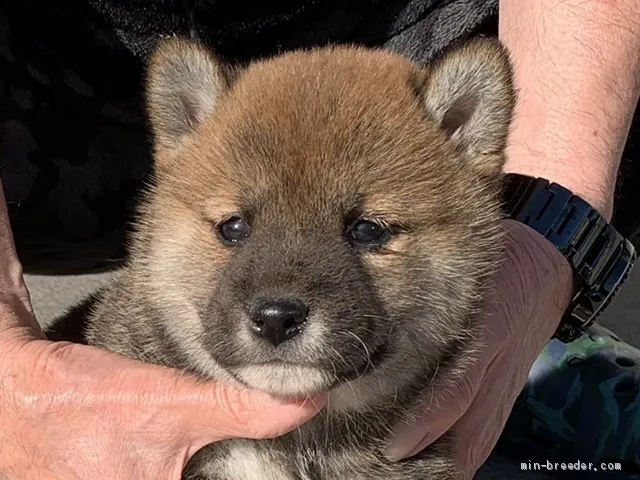 柴犬(標準サイズ)【長崎県・男の子・2021年1月5日・赤】の写真1