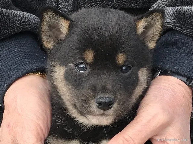 柴犬(標準サイズ)【長崎県・女の子・2019年12月3日・黒】の写真1