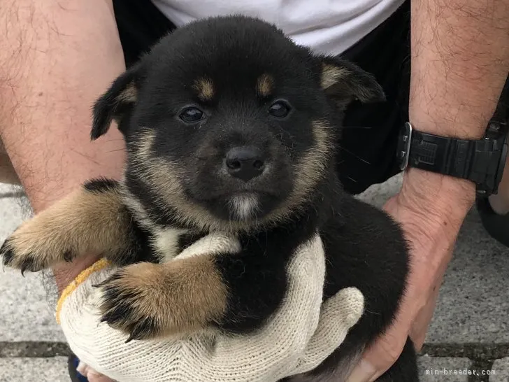 柴犬(標準サイズ)【長崎県・男の子・2019年4月28日・黒】の写真1