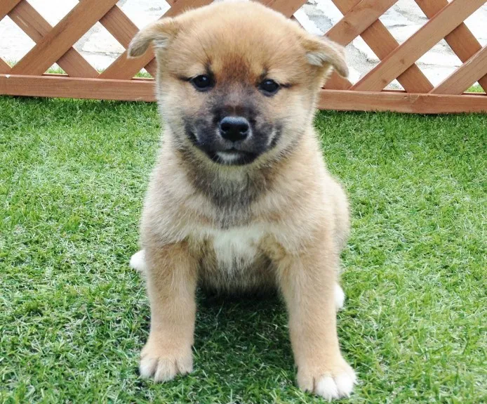 柴犬(標準サイズ)【長崎県・男の子・2013年7月16日・赤】の写真1