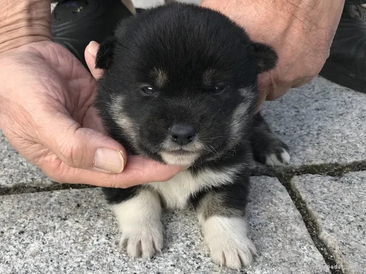 柴犬(標準サイズ)【長崎県・女の子・2018年11月4日・黒】の写真1