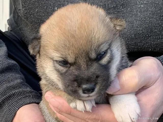 柴犬(標準サイズ)【長崎県・女の子・2020年11月8日・赤】の写真1