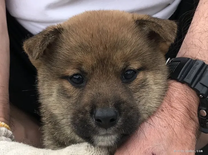 柴犬(標準サイズ)【長崎県・男の子・2019年4月28日・赤】の写真1