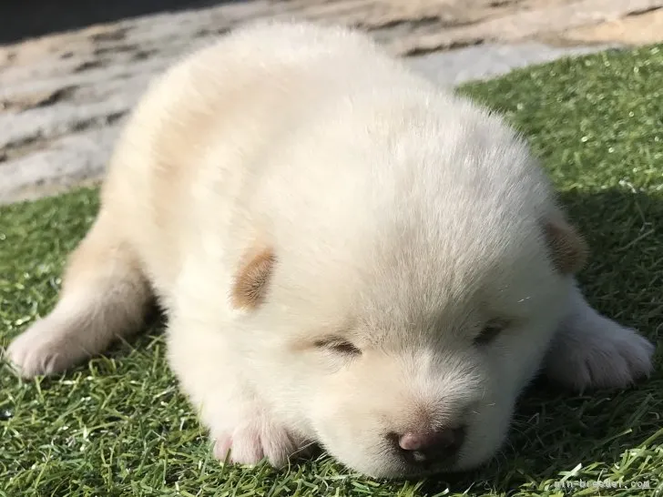 柴犬(標準サイズ)【長崎県・男の子・2018年6月17日・白】の写真1