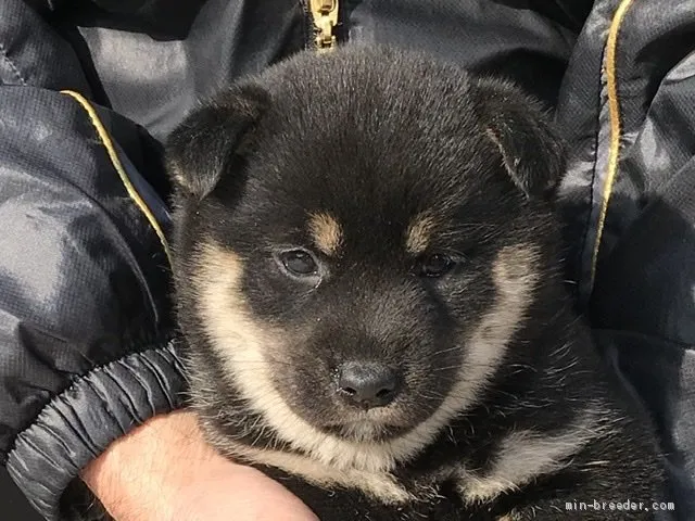 柴犬(標準サイズ)【長崎県・女の子・2019年12月31日・黒】の写真1