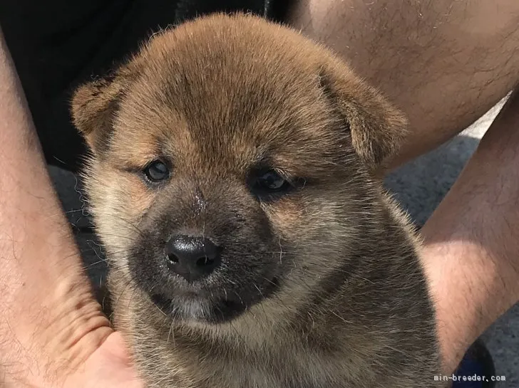 柴犬(標準サイズ)【長崎県・女の子・2019年5月30日・赤】の写真1