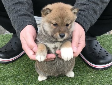 柴犬(標準サイズ)【長崎県・男の子・2017年12月8日・赤】の写真「１月１４日撮影画像☆赤柴☆男の子」