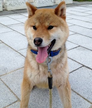 柴犬(標準サイズ)【長崎県・男の子・2012年7月30日・赤】の写真「」