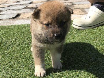 柴犬(標準サイズ)【長崎県・男の子・2017年6月17日・赤】の写真「７月１６日撮影画像☆赤柴☆男の子☆」