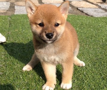 柴犬(標準サイズ)【長崎県・女の子・2014年7月12日・赤】の写真「８月２６日撮影画像☆赤柴☆女の子☆」