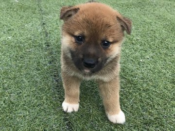 柴犬(標準サイズ)【長崎県・女の子・2017年5月27日・赤】の写真「７月１日撮影画像☆赤柴☆女の子☆」