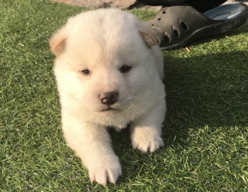 柴犬(標準サイズ)【長崎県・男の子・2017年12月1日・白】の写真「１２月２２日撮影画像☆白柴☆男の子」