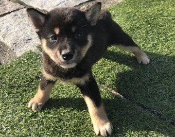 柴犬(標準サイズ)【長崎県・女の子・2017年8月22日・黒】の写真「１０月５日撮影画像☆黒柴☆女の子☆」