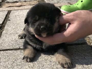 柴犬(標準サイズ)【長崎県・男の子・2018年10月13日・黒】の写真「１１月２日撮影画像☆黒柴☆男の子」