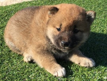 柴犬(標準サイズ)【長崎県・男の子・2017年4月30日・赤】の写真「６月２日撮影画像☆赤柴☆男の子☆」