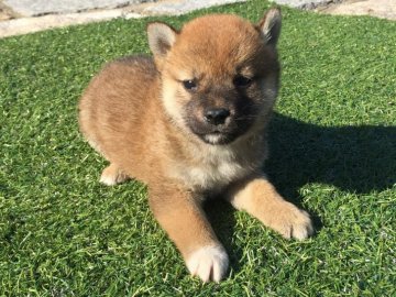 柴犬(標準サイズ)【長崎県・男の子・2017年4月20日・赤】の写真「５月２６日撮影画像☆赤柴☆男の子☆」