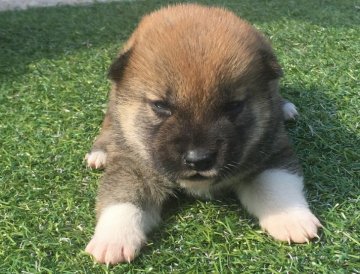 柴犬(標準サイズ)【長崎県・男の子・2017年4月20日・赤】の写真「５月６日撮影画像☆赤柴☆男の子☆」