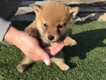 柴犬(標準サイズ)【長崎県・男の子・2017年9月16日・赤】の写真「小柴☆１１月４日撮影画像☆赤柴☆男の子☆」