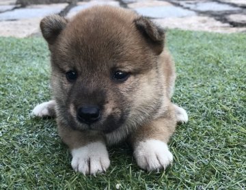 柴犬(標準サイズ)【長崎県・女の子・2017年7月25日・赤】の写真「８月２２日撮影画像☆赤柴☆女の子☆」