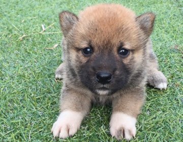 柴犬(標準サイズ)【長崎県・男の子・2016年9月10日・赤】の写真「１０月７日撮影画像☆赤柴☆男の子☆」