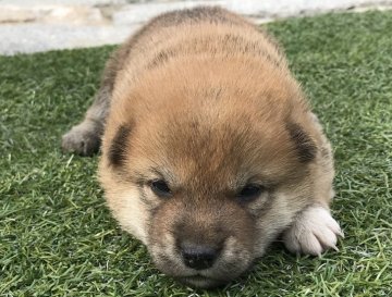 柴犬(標準サイズ)【長崎県・男の子・2018年4月25日・赤】の写真「５月１９日撮影画像☆赤柴☆男の子」