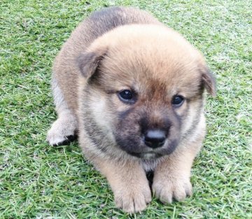 柴犬(標準サイズ)【長崎県・女の子・2014年6月20日・赤】の写真「７月１５日撮影画像☆赤柴☆女の子☆」