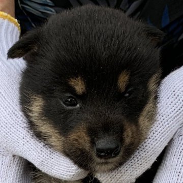 柴犬(豆柴)【長崎県・女の子・2024年9月3日・黒】の写真「１０月１日撮影画像☆黒柴☆女の子」