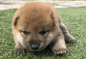 柴犬(標準サイズ)【長崎県・男の子・2018年4月25日・赤】の写真「５月１９日撮影画像☆赤柴☆男の子」