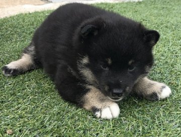 柴犬(標準サイズ)【長崎県・女の子・2017年5月30日・黒】の写真「７月１日撮影画像☆黒柴☆女の子☆」