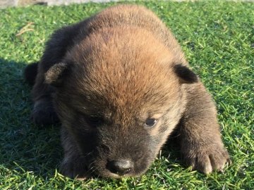 柴犬(標準サイズ)【長崎県・女の子・2016年11月7日・赤】の写真「１１月２５日撮影画像☆赤柴☆女の子☆」