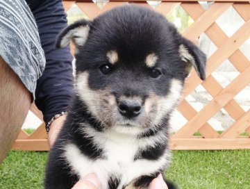 柴犬(標準サイズ)【長崎県・男の子・2013年7月10日・黒】の写真「☆８月２１日撮影画像☆人気の黒柴☆男の子☆☆」