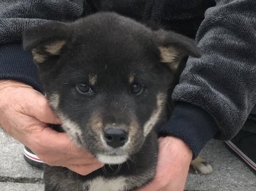 柴犬(標準サイズ)【長崎県・男の子・2018年10月13日・黒】の写真「１月１９日撮影画像☆黒柴☆男の子」