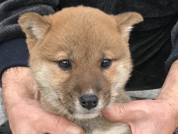 柴犬(標準サイズ)【長崎県・女の子・2018年11月17日・赤】の写真「１月１９日撮影画像☆赤柴☆女の子」