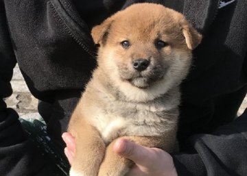 柴犬(標準サイズ)【長崎県・男の子・2018年2月22日・赤】の写真「３月３１日撮影画像☆赤柴☆男の子」