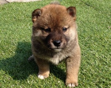 柴犬(標準サイズ)【長崎県・男の子・2014年3月3日・赤】の写真「４月１１日撮影画像☆赤柴☆男の子」