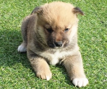 柴犬(標準サイズ)【長崎県・男の子・2014年10月6日・赤】の写真「１1月6日撮影画像  ☆赤柴☆男の子☆」